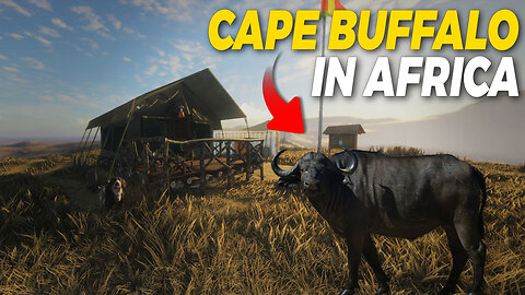 Cape Buffalo hunt and attack on African Savanna | theHunter Call of the Wild