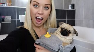 PUG DOG BATH TIME!!