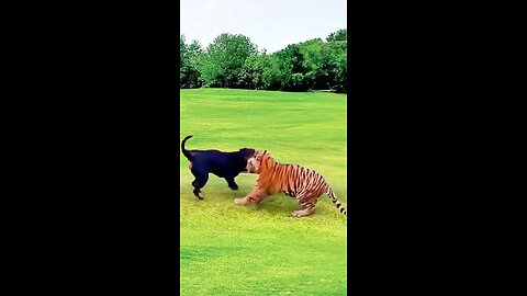 little black dog fights tiger, wild animal close up..