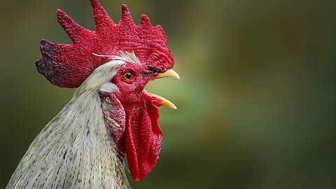 The Fascinating World of Chickens