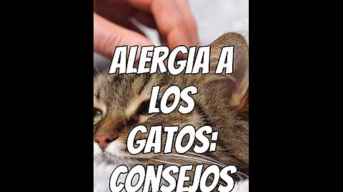 consejos-para-personas-alérgicas-a-los-gatos