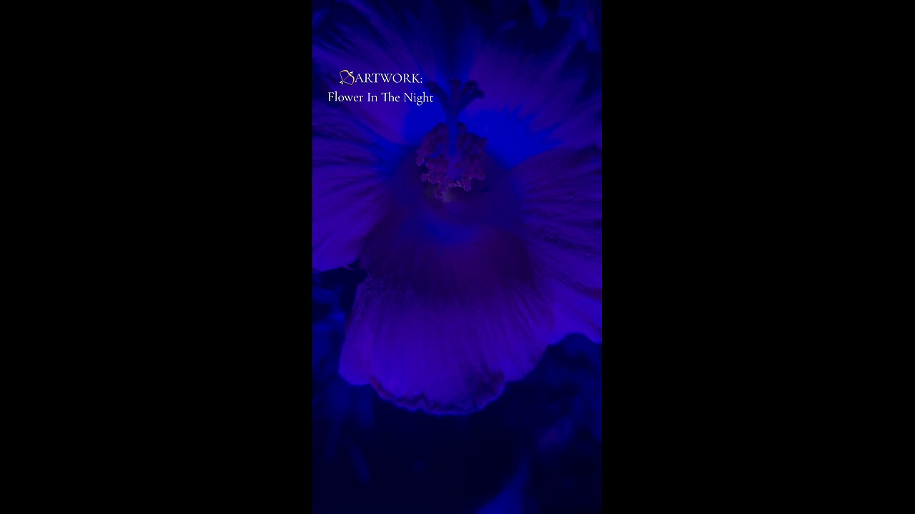 Flower In The Night