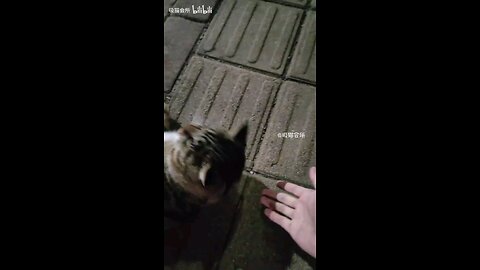 Cat senior is the center of attention no matter where he