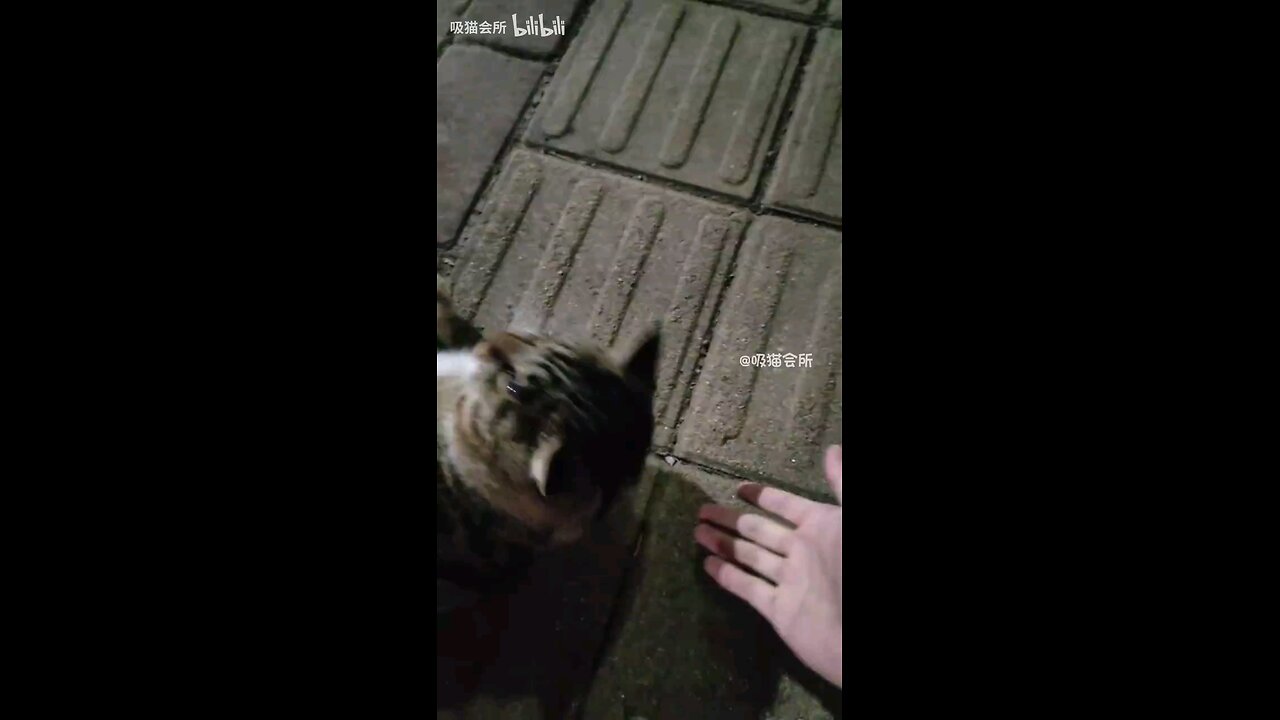 Cat senior is the center of attention no matter where he