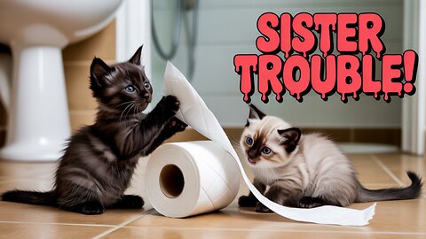 Kitten doing wrong with her sister