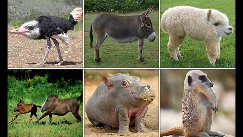 If animals had no neck 2025🤪🤣