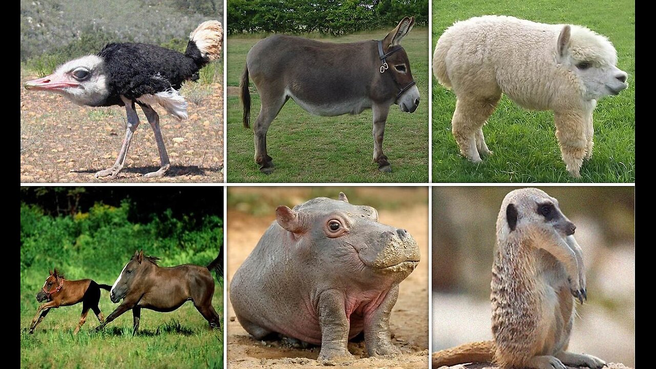 If animals had no neck 2025🤪🤣