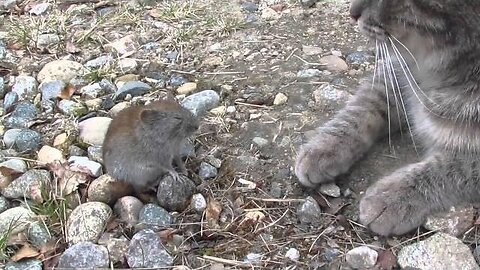 A Tender Moment: When a Cat Kisses a Mouse