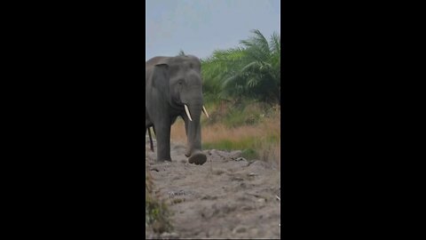 🐘🐅🚶‍♂️Tragedi Alam yang Menggugah! 🐘🐅 | Elephant & Tiger Conflicts🐘🐅🚶‍♂️