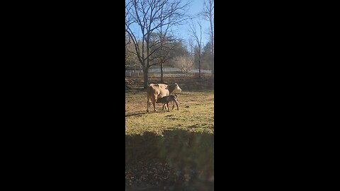Beautiful Moment: Mama Cow Feeding Her Newborn Calf 🐄❤️