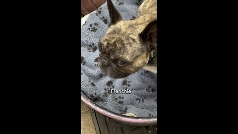 Frenchie bulldog