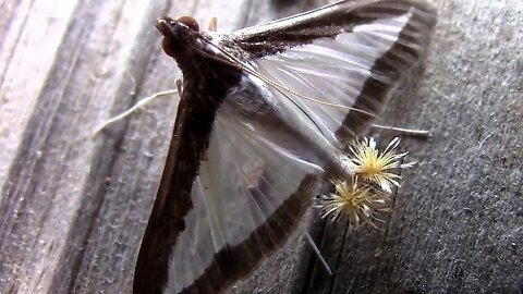 Amazing! Cucumber Moth Showing It's Feather Duster Scent Glands.