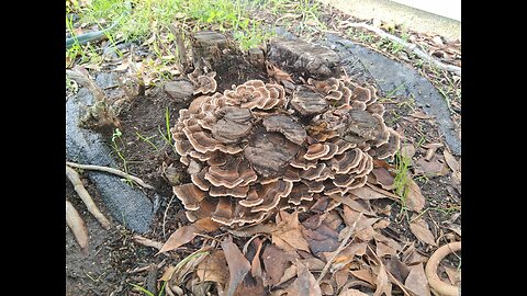 Taking a Clone 🧬 of Turkey 🦃 Tail 🍄 in my front Yard Mycology Mondays #136