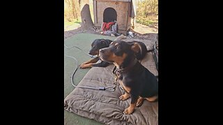 Homeless veteran needs help.