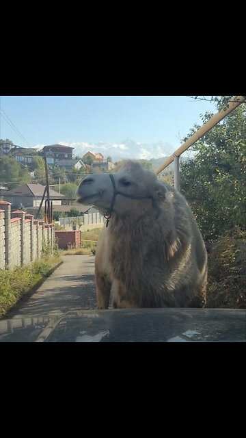 'Patrulla de camellos' bloquea el paso vehicular en plena vía