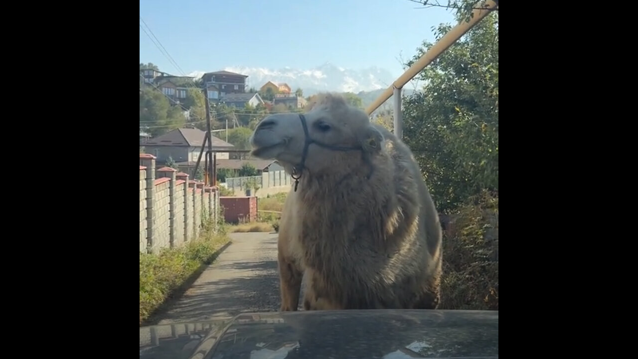 'Patrulla de camellos' bloquea el paso vehicular en plena vía