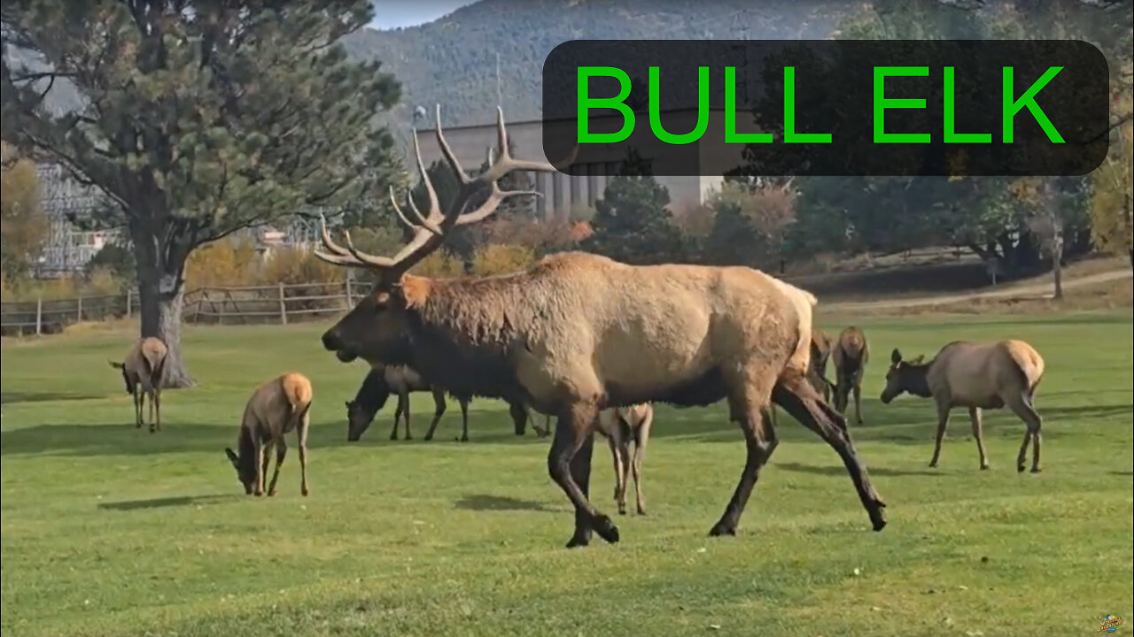 Beautiful Colorado Adventure: Big Elk Herd & The Shining Movie Hotel