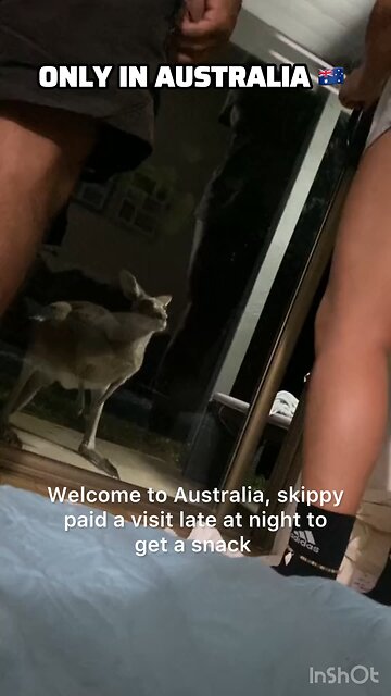 Kangaroo visits house