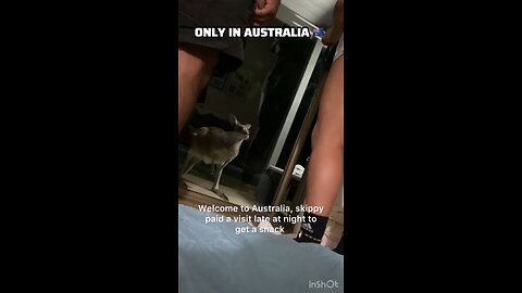 Kangaroo visits house