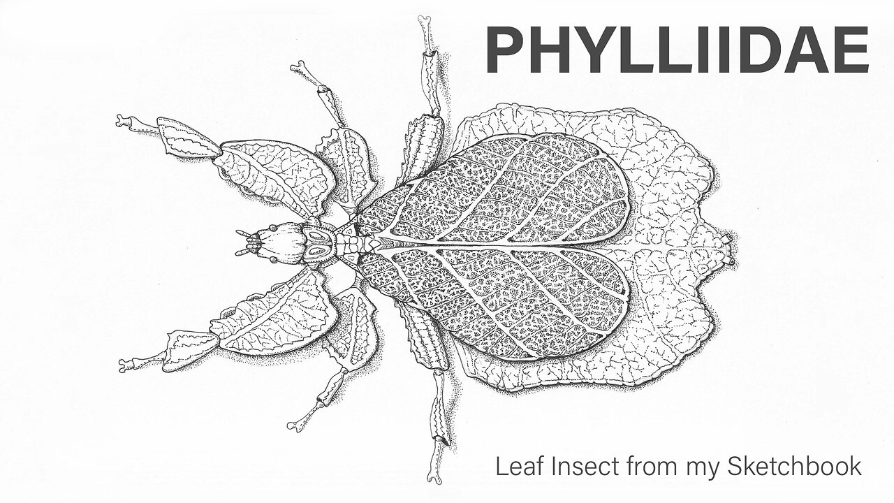 Phylliidae – A Leaf Insect from my Sketchbook
