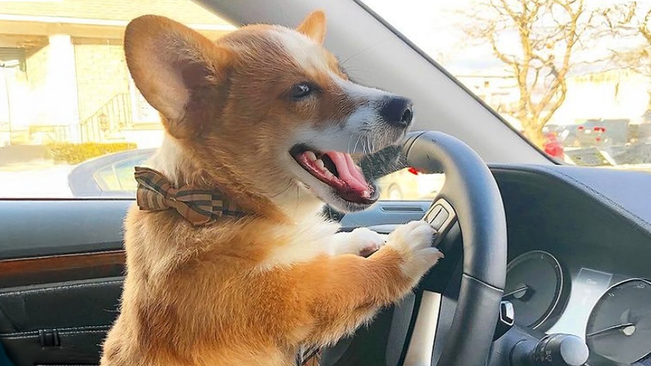 Try Not to Laugh | FUNNIEST Viral Dogs EVER!! | The funniest dog compilation