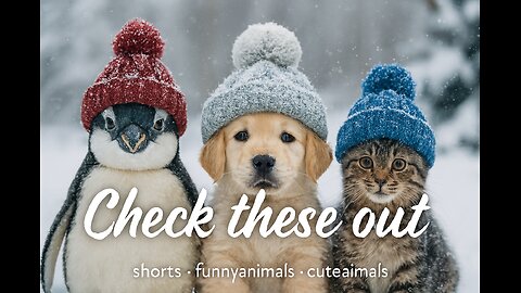 Snow Hats on Penguin Dog Cat