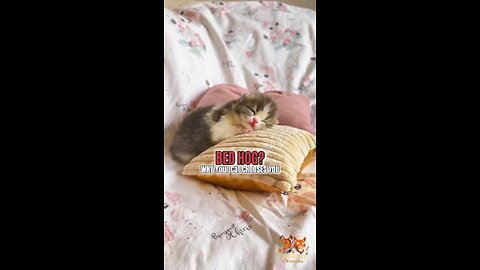 Why Your Cat Sleeps in Your Bed — The Real Reason