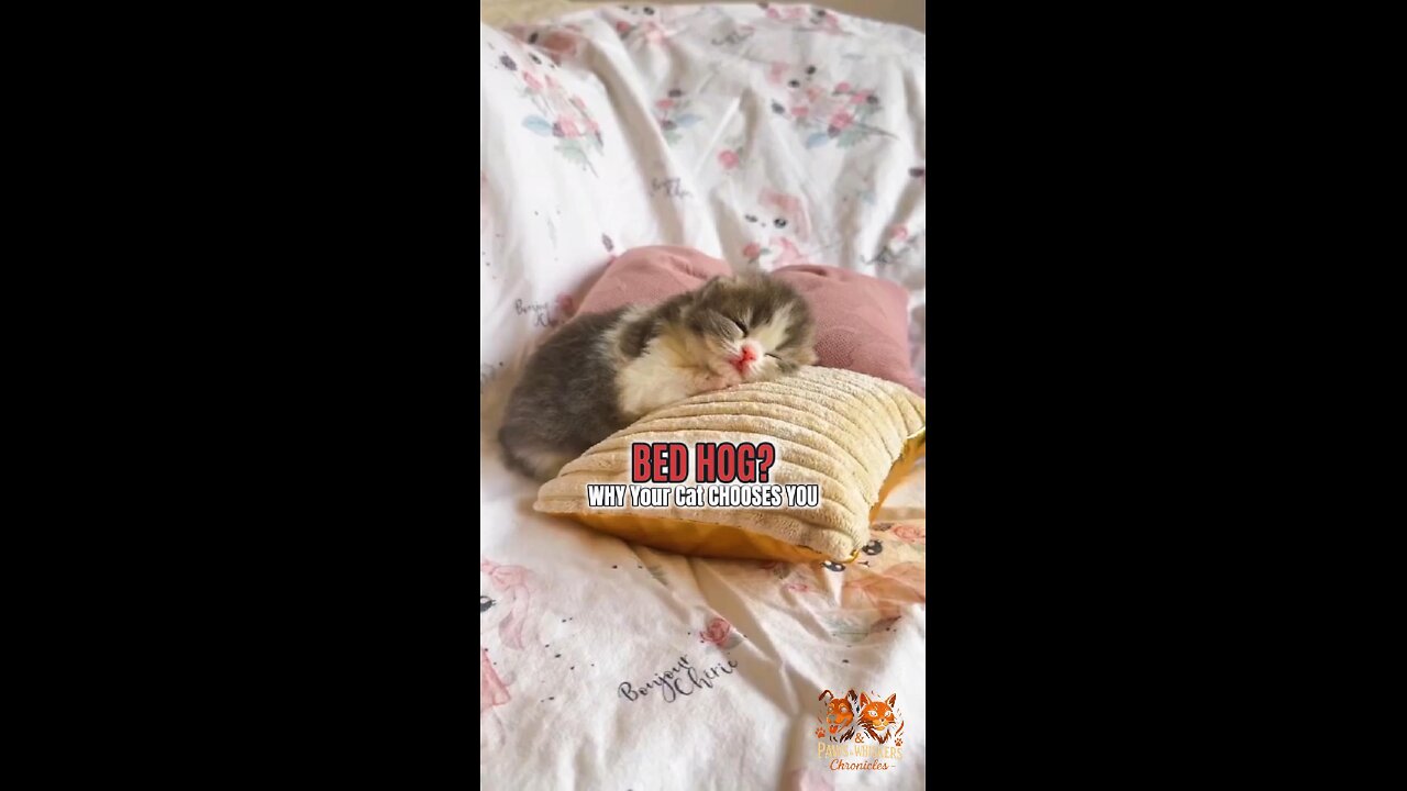 Why Your Cat Sleeps in Your Bed — The Real Reason