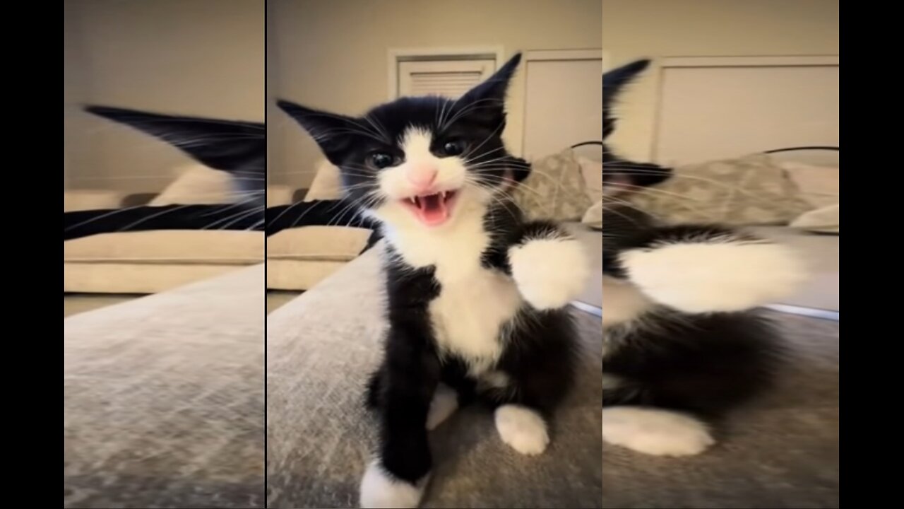 No one won the battle, but we won the cutest video ever.