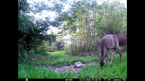 Deer Cam 10 12 2025 Game Cam Trail Camera