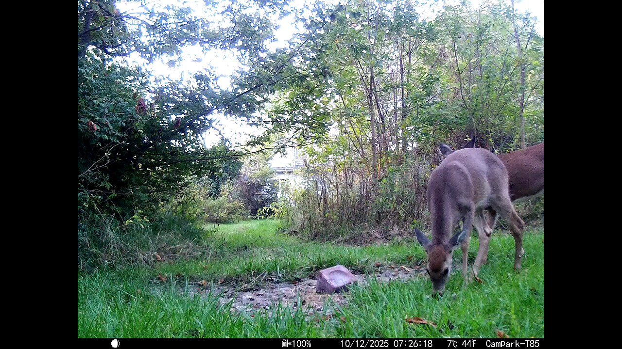 Deer Cam 10 12 2025 Game Cam Trail Camera