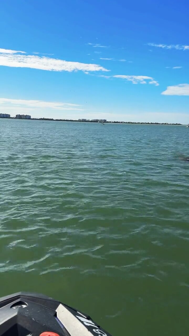 Livestream Replay | Dolphins Ride With Me!