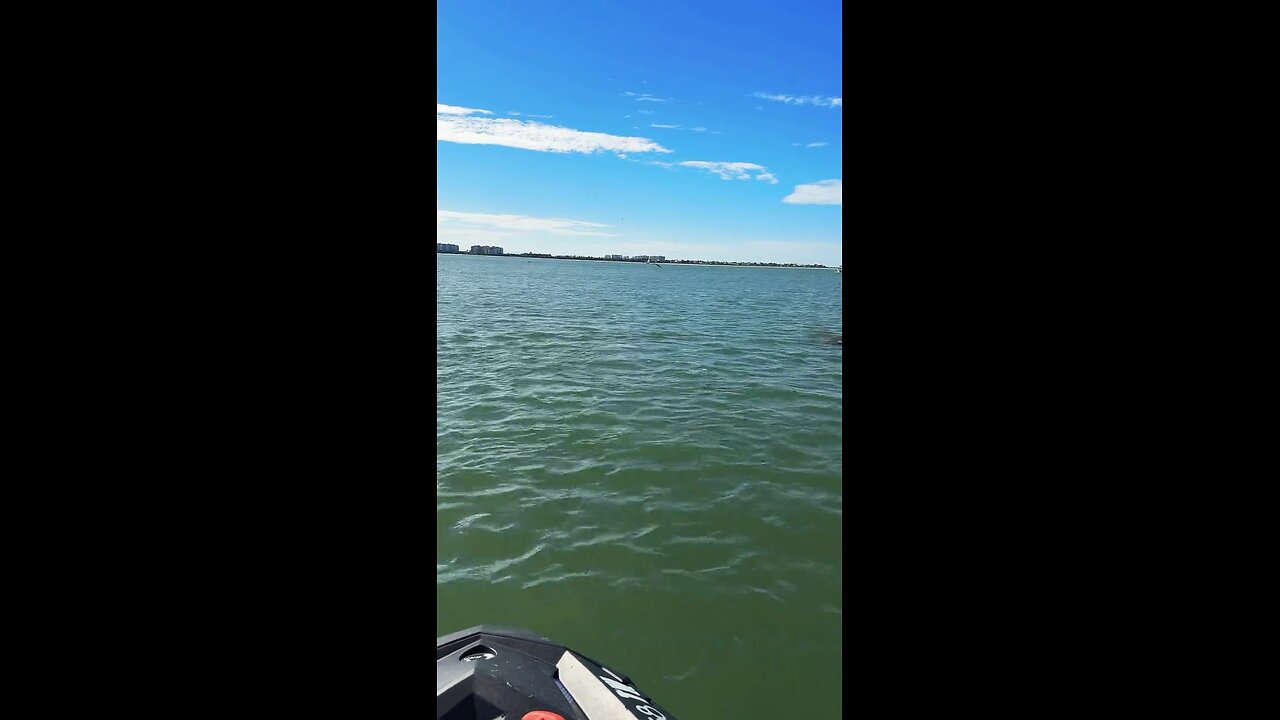 Livestream Replay | Dolphins Ride With Me!