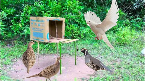 Today we will show you how to catch quail, pigeon, pheasant, parrot, sparrow,