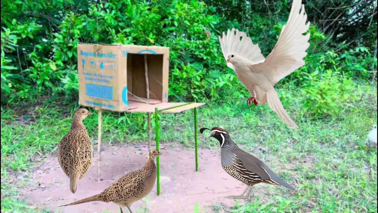 Today we will show you how to catch quail, pigeon, pheasant, parrot, sparrow,