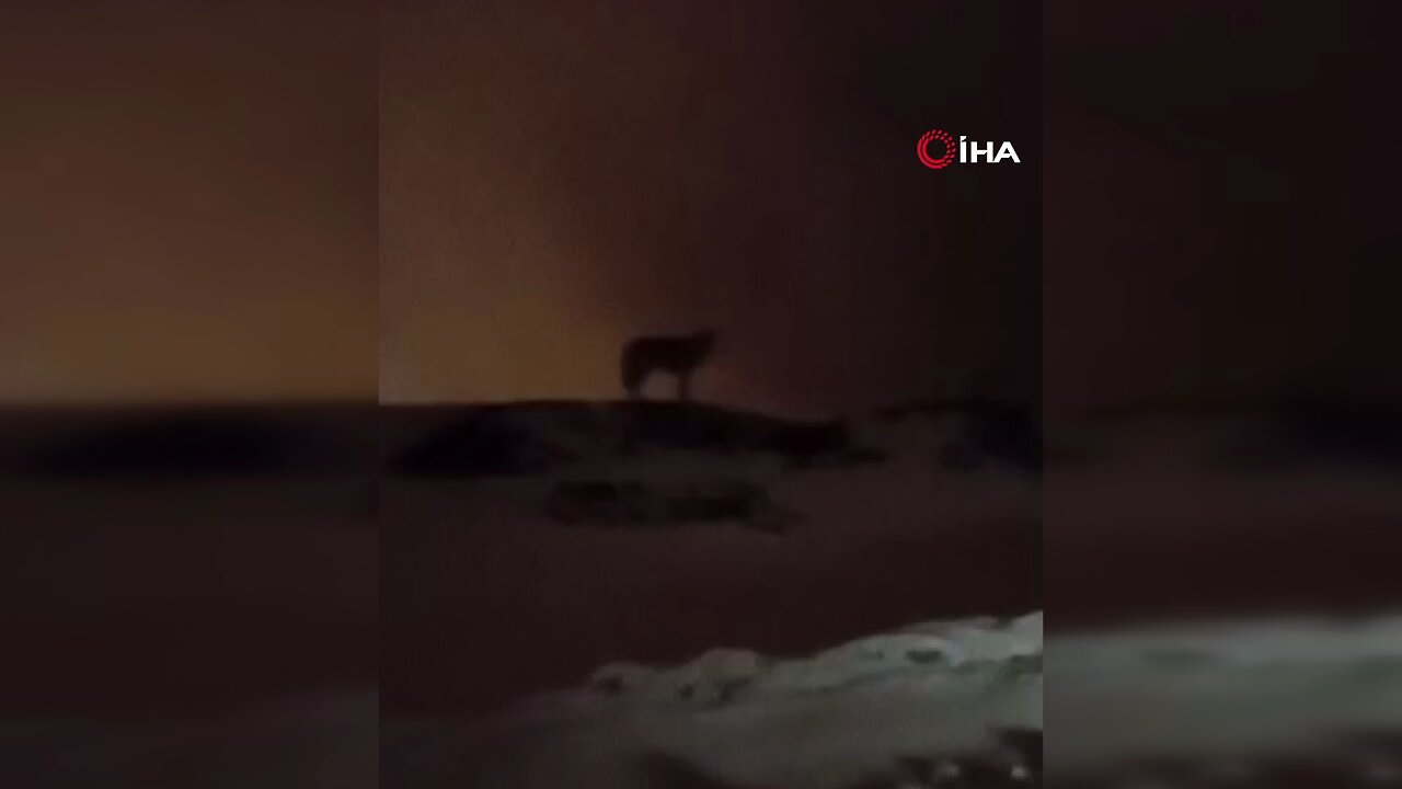 Hakkari'de şehri izleyen bir kurt kameralara yansıdı