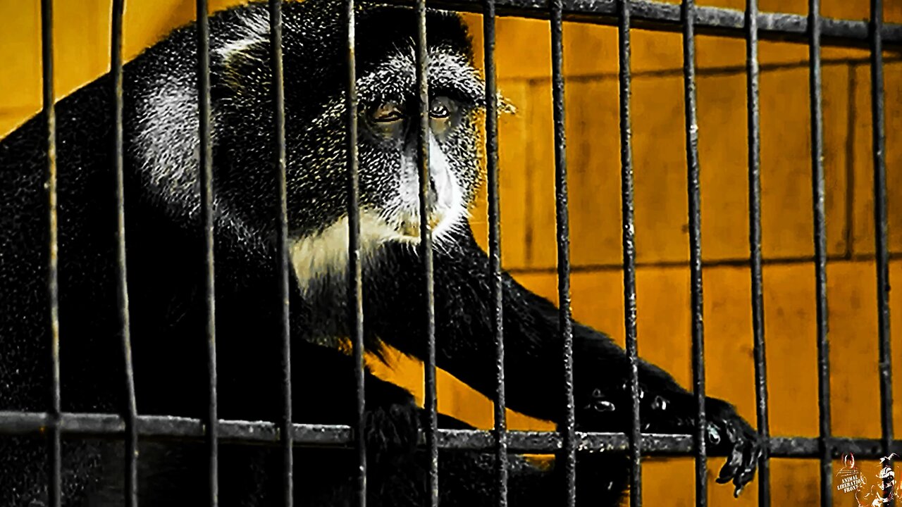 A Prisoner - Fxck Zoos