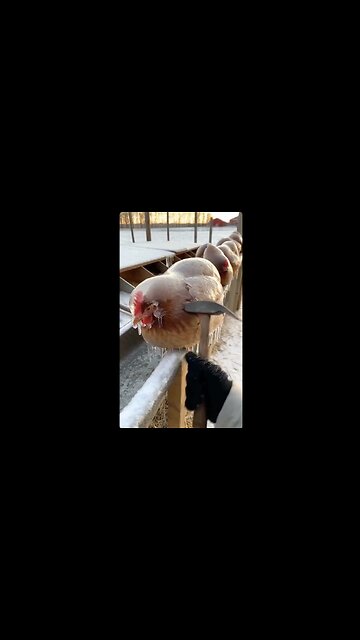 Épisode De Grand Froid En FRANCE !