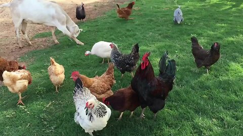 Happy Chickens 🐔🐥 Cozy Ambient for your Happiness 💚