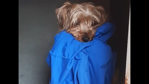 Batman immediately regrets stealing shirt #funnydogs #yorkies