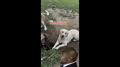 I Need You🥸 #wtf #dog #dogs #golden #shorts