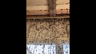 Chinches apestosas invaden viviendas del sur de Rusia