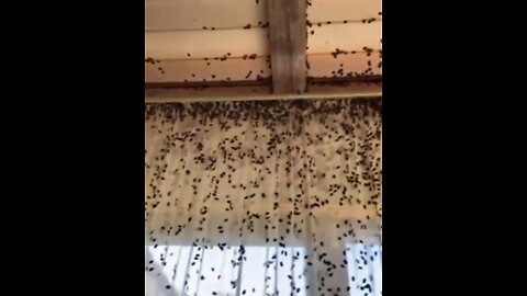 Chinches apestosas invaden viviendas del sur de Rusia