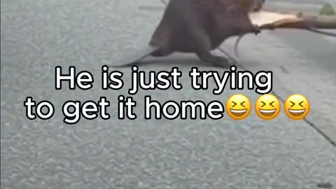 Latest Addition To The Dam