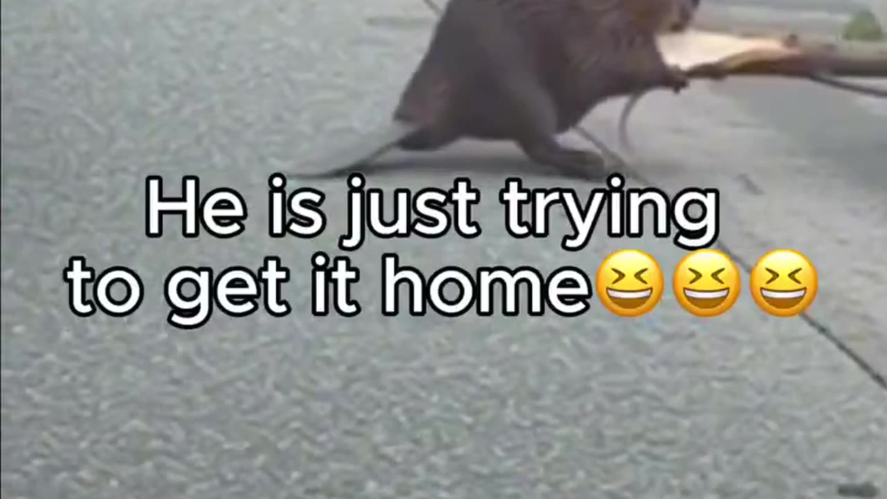 Latest Addition To The Dam