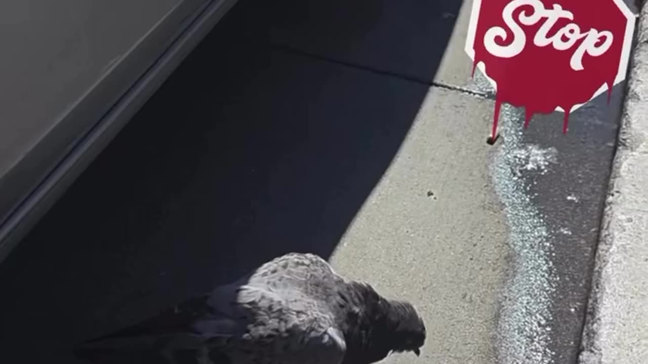 Crows are getting OD in San Francisco