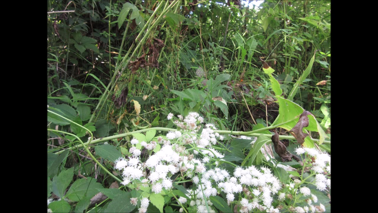 Woodland Gardens White Snake Root Sept 2022