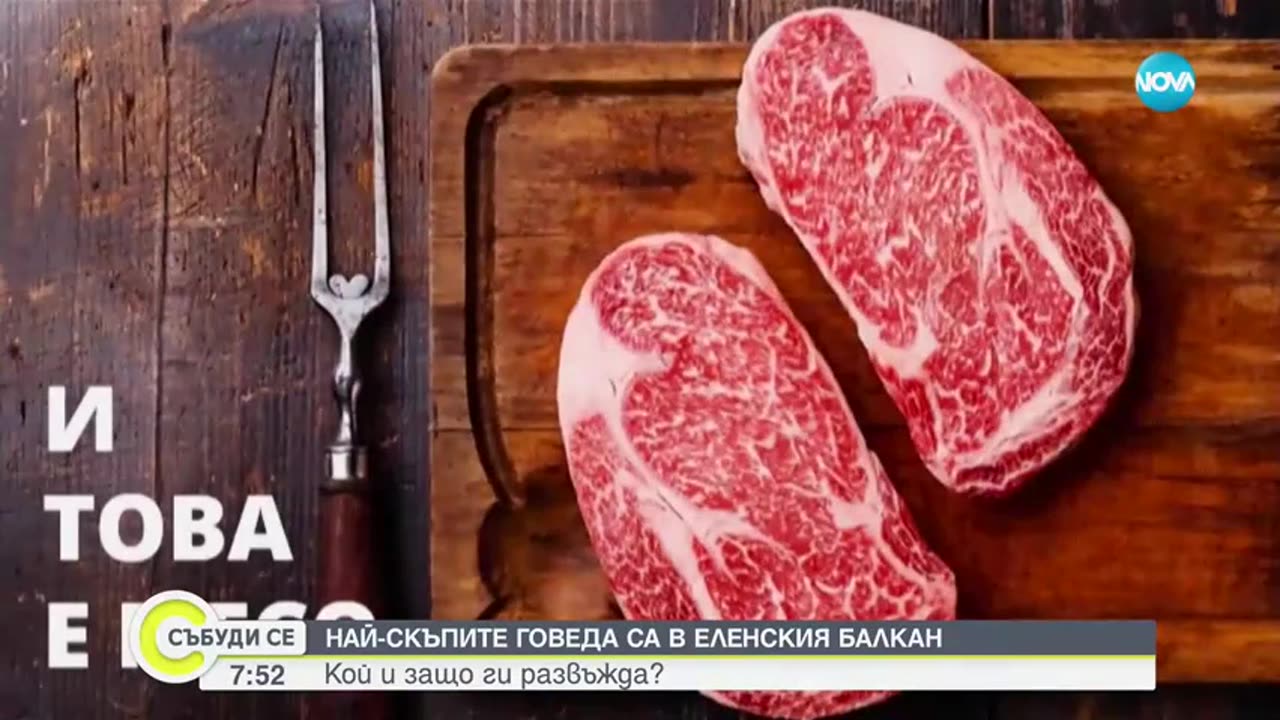 В ЕЛЕНСКИЯ БАЛКАН СЕ ОТГЛЕЖДА НАЙ- СКЪПАТА ПОРОДА КРАВИ