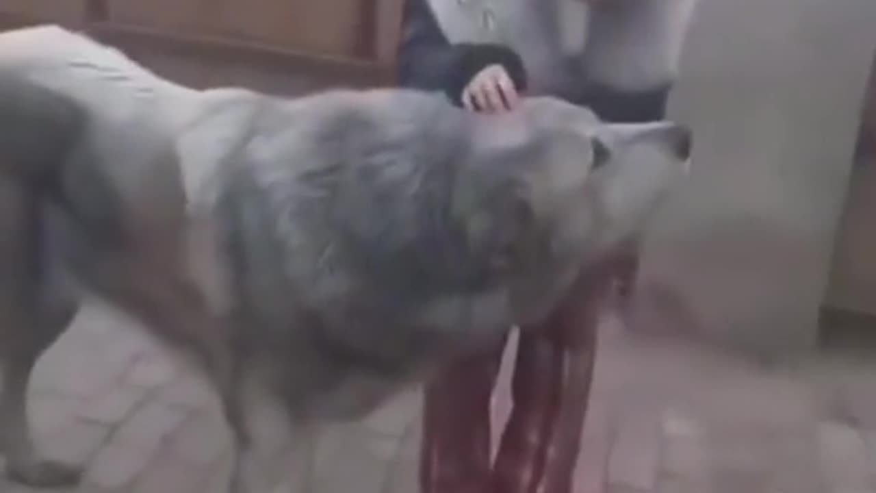 🐕😂 This Big Dog Just Wants To Cuddle! | FeedMyCuriosity