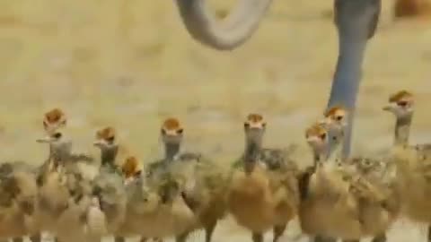 Protective father Ostrich chases away a Jackal